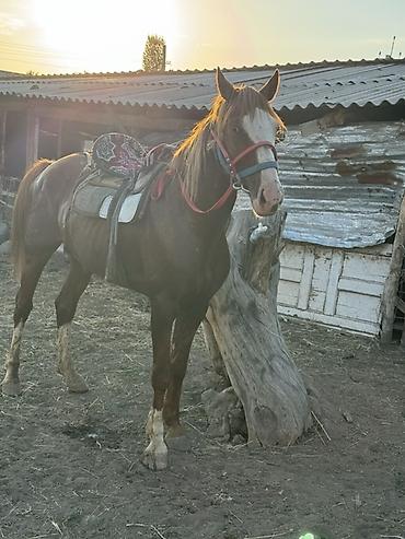 продажа лошадей россия: Продаю | Жеребец | Рабочий — 2