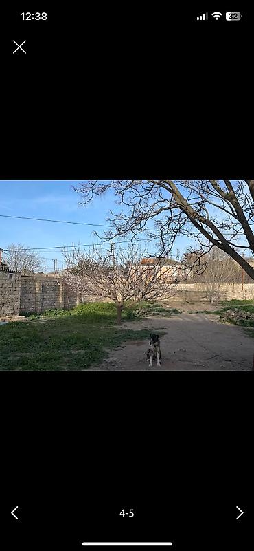 bugdanın qiyməti: 8 sot, Kənd təsərrüfatı, Barter mümkündür, Bələdiyyə — 5