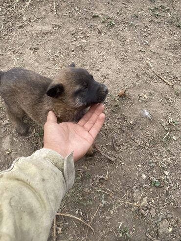 купить дрессированную собаку: Бельгийская овчарка, 1 месяц, Самец, С родословной