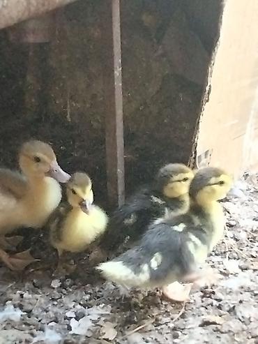 fermer təsərrufatı: Məhsul: Ördək balaları (qarışıq rəngləi . Çox gotrene endirim olunacag — 4