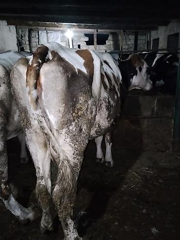 inek satislari: 5 aydı doğub təzə doğanda 16 litr verirdi indi hal hazırda 11,12 litr — 4