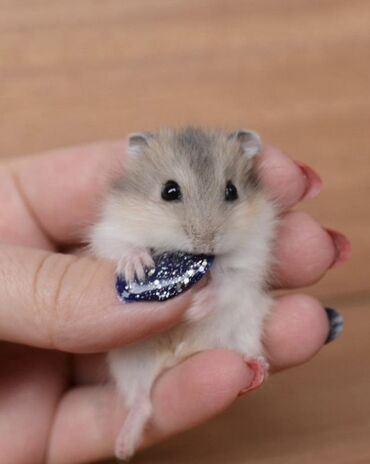 Gəmiricilər: Hamster cunqarik kiçik ölçülü, ağ, boz və qəhvəyi rənglərdə olan tüklü — 8