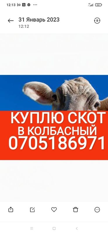 продажа скота: Куплю | Коровы, быки, Лошади, кони, Другие с/х животные | Круглосуточно, Любое состояние, На забой, на мясо