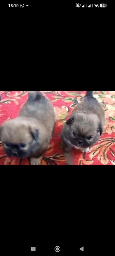 Pekines