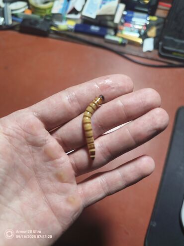 корм для рыб форель: Живой корм — личинки зофобаса (Superworm) - Крупные личинки зофобаса