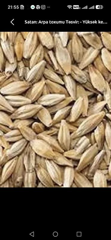 taxta evlerin satisi ve tikilmesi: Məhsul: Arpa toxumu (yemlik) Təsvir: - Təmizlənmiş, ələnmiş arpa — 2