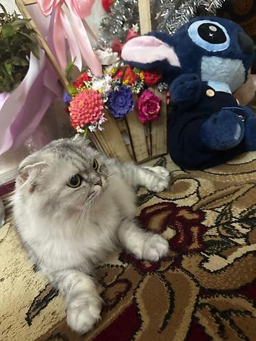 Pişiklər: Şotland — 15