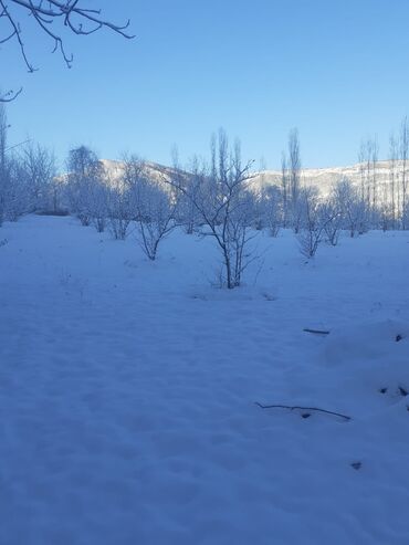 Landşaft işləri: Kupcalı 41 sot torpaq 20 sotda satilir — 20