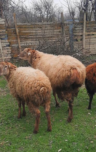 Qoyunlar, qoçlar: Şişək satılır -da lalafo.az — 5 Qoyunlar, qoçlar: Şişək satılır — 5