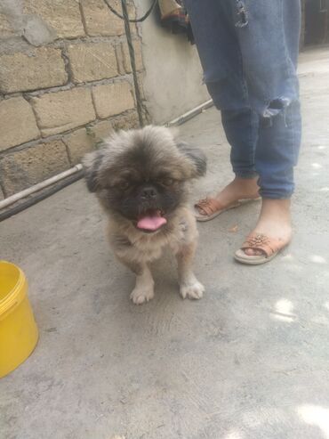 tap az itlerin satisi: Pekines, 2 ay, Dişi