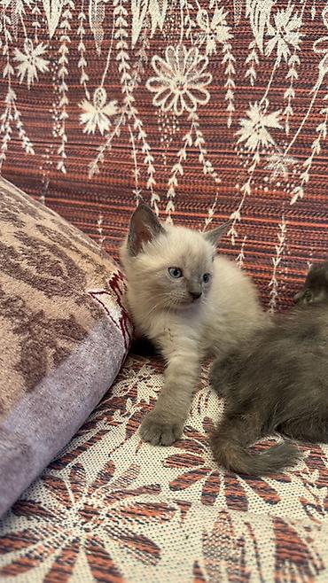 Продажа кошек: Котята, домашние, три девочки один мальчик игривые - кремово-сиамский — 2