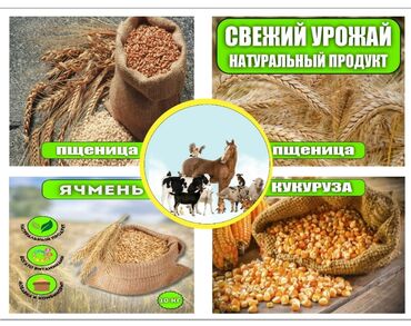 трава для животных: Свежий корм, кукуруза, ячмень, пшеница. По 25 сом 1 кг. Бишкек