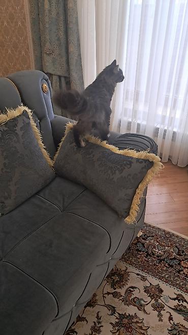 Pişiklər: Meyn-kun, Erkək — 6