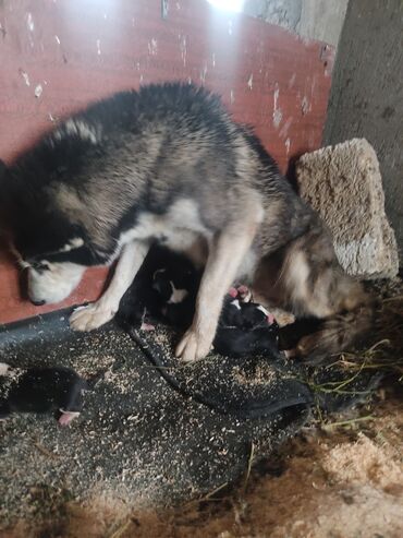 İtlər: Xaski, 1 ay, Erkek — 4