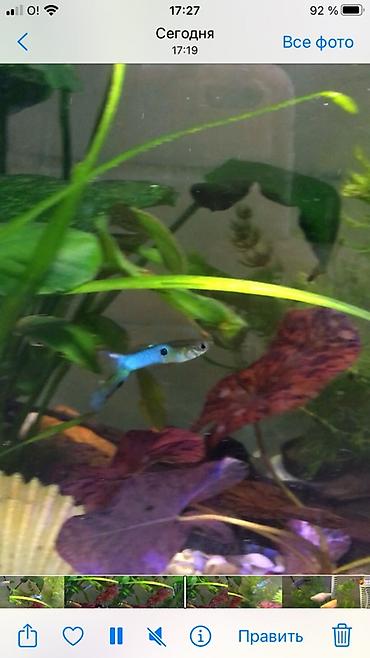 Аквариумы: Рыбки гуппи подростки — 3