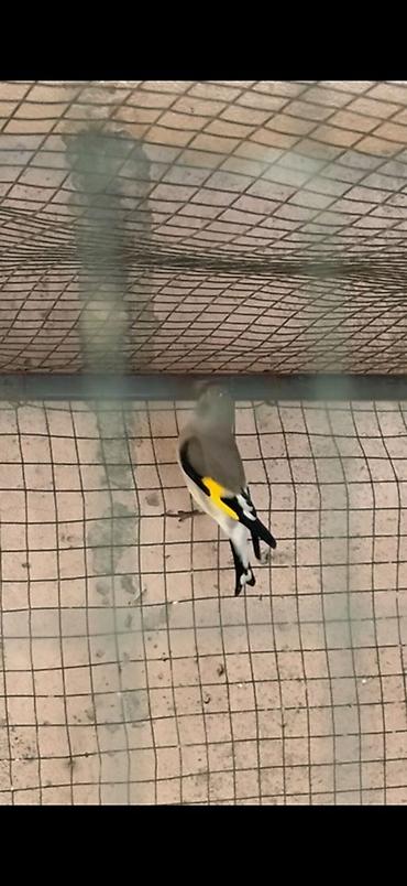 А/ч жаныбарлары үчүн тоюттар: Щегол (Carduelis carduelis) в вольере. - Яркое оперение: красная — 3