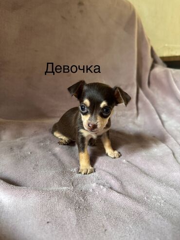 щенки стаффордширского терьера купить: Той-терьер, 1 месяц, Самка