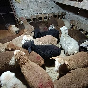 Quzu: Salam aleyküm dişi quzlar205 mantda kom 14 quzdu dişller. erkey — 1