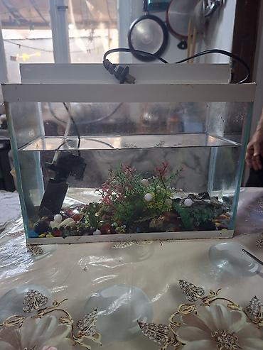 nemo baliq: Dördbucaq akvarium, Balıqlarla birlikdə, 5 l — 1
