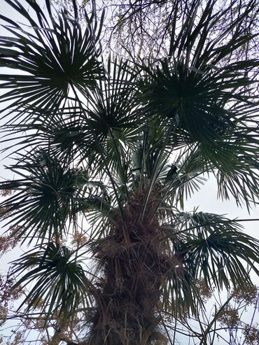 Palma ağacları satılır. Böyüyün hündürlüyü 4-5 metrdir. Təcili pula