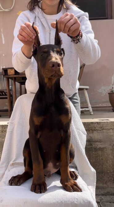 psi na poklon kupujemprodajem: Na prodaju čistokrvno muško štene braon dobermana. Oštenjen