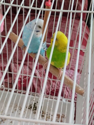 продажа кукуруза: Продаю волнистых попугаев вместе с клеткой 8.000 окончательно звонит