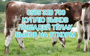 продажа скота: Куплю | Коровы, быки, Лошади, кони | На откорм, Откормленные