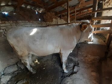 швиц теленок: Сатам | Бука (эркек) | Шароле | Бордоп семиртүү үчүн | Байланган