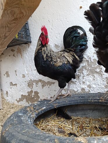 Toyuqlar: Toyuq, Damazlıq, Ödənişli çatdırılma, Ünvandan götürmə — 7