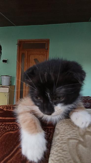 Pişiklər: Şotland — 8