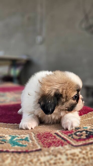 İtlər: Pekines, 2 ay, Erkek — 2