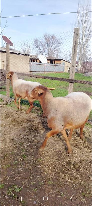 Баран, овца: Продаю | Баран (самец) | Для разведения — 6