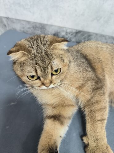 Pişiklər: Şotland yastı qulaq, Dişi, Yaxşı əllərə — 2