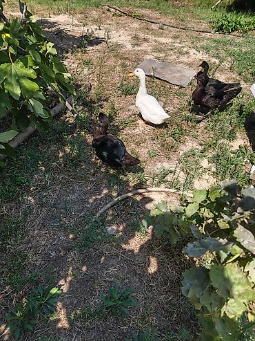 bala tutuquşu: Qiymeti razilaşma yolu ile — 3