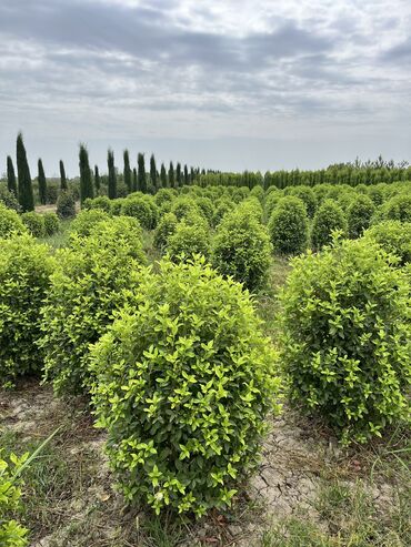 Şitillər: Dekarativ agaclarin satiwi istenilen novde istenilen olcude var elave — 26