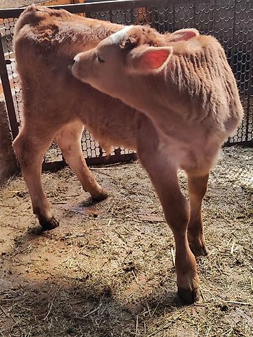 Коровы, быки: Продаю | Корова (самка), Бык (самец) | Швицкая | Для молока | После отела, Искусственник — 13