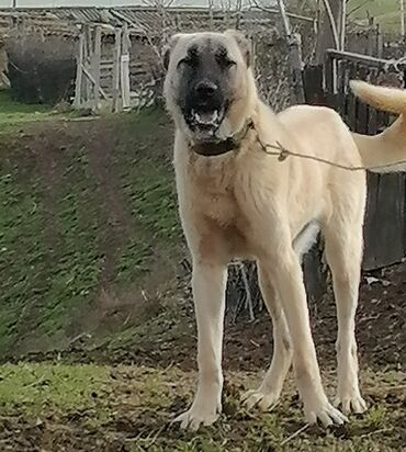 kangal satilir: Kanqal, 1 il, Erkek, Peyvəndli, Ünvandan götürmə