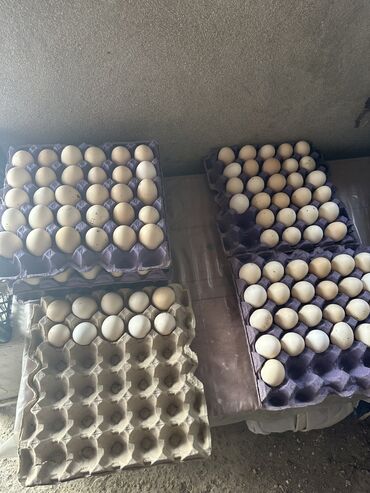 yumurtalar: Gündəlik yeni kənd yumurtası, çatdırılma ilə o,25 qəp, ünvandan