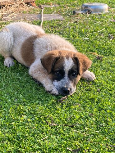 İtlər: Alabay, 1 ay, Erkek, Cütləşmə üçün, Ünvandan götürmə — 16