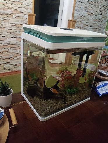 akvarium az: Salam zavod akvarumdu hec bir cizigi sinigi yoxdur şekilde gorunduyu — 3