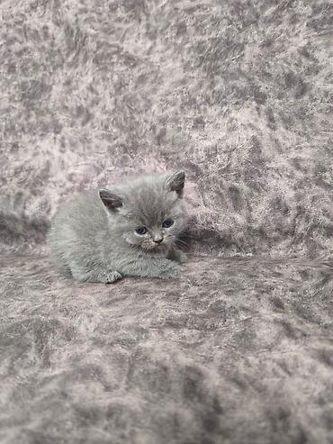 Кошки: Шотландская вислоухая — 8