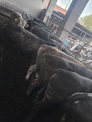 Коровы, быки: Продаю | Бык (самец) — 7