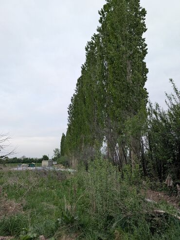 тактай куп: Терек сатылат 30-40 шт село Кок Жар 162 автобус конечный
