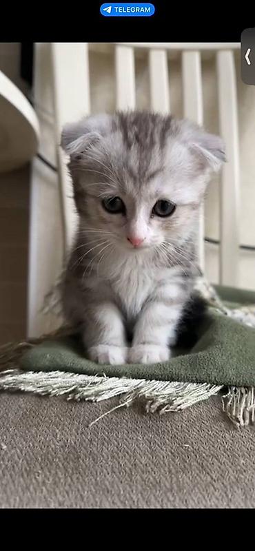 Продажа кошек: Можно забронировать котят😻😽♥️ Возраст 2 месяца🥰 еще сосут мамку — 1