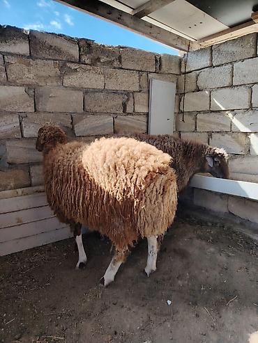 kənd təsərrüfatı heyvanları: 10 aylıq kok cins erkey heyvanlar satlir diri ceki 9 manat - — 2