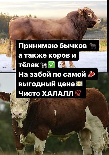 оптом куры: Частное лицо : Коровы, быки, Козы, козлы, Лошади, кони, | На забой, на мясо — 2