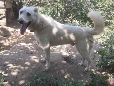 все о породе акита ину: Лайка, 3 жаш, Эркек