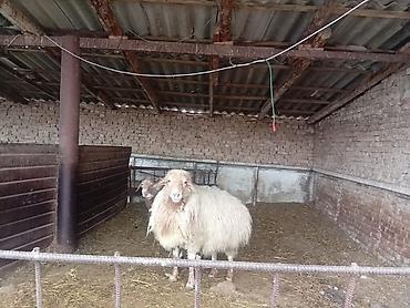 Баран, овца: Продаю | Баран (самец) | На забой — 6