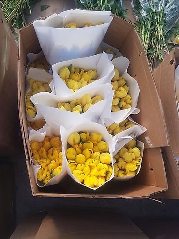 Букеты из живых цветов: 🔥 **ТЮЛЬПАНЫ ОПТОМ К 8 МАРТА ПРЯМО ИЗ ТЕПЛИЦЫ** 🔥 Голландские at lalafo.kg — 9 Букеты из живых цветов: 🔥 **ТЮЛЬПАНЫ ОПТОМ К 8 МАРТА ПРЯМО ИЗ ТЕПЛИЦЫ** 🔥 Голландские — 9