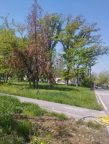 Другие садовые цветы и кустарники: Садовый центр/питомник растений и товаров для сада - Широкий выбор — 8